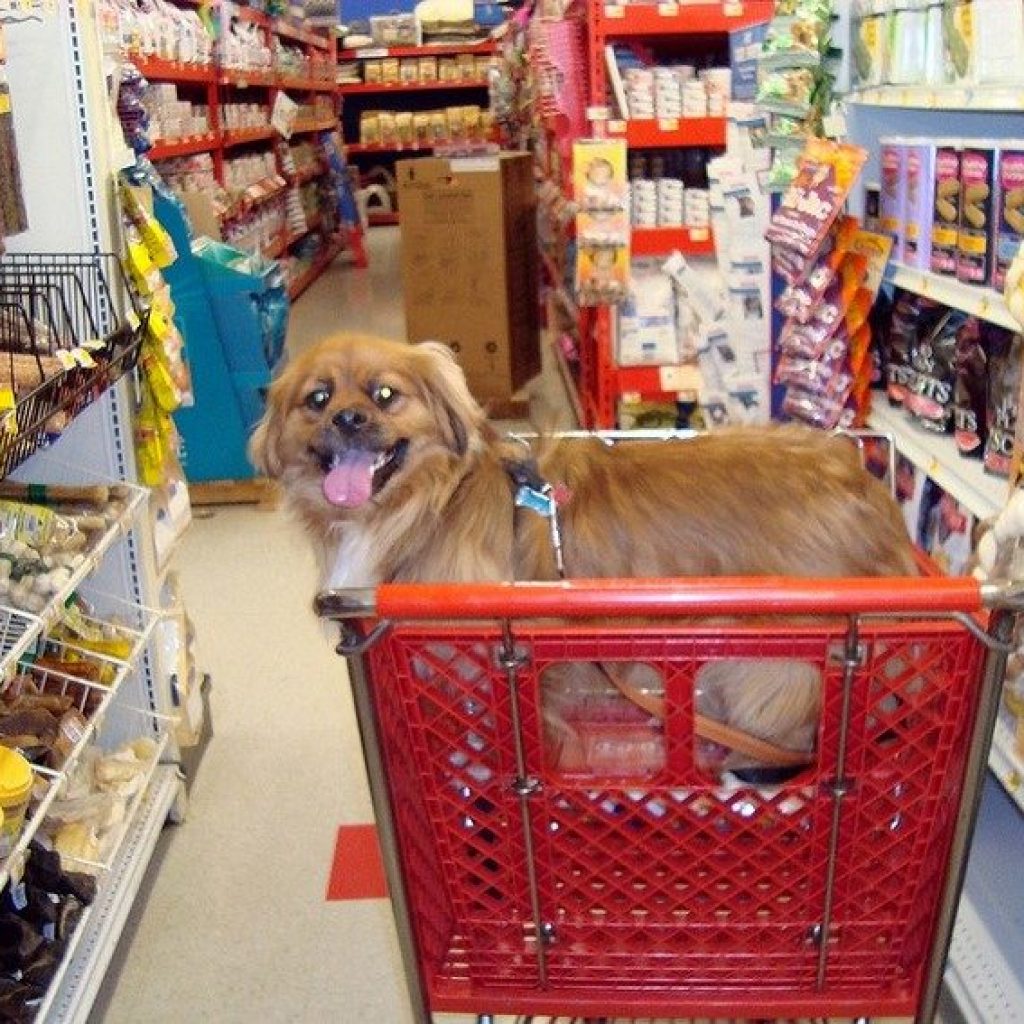 Visiting a Pet Store Is Both Convenient and Fun
